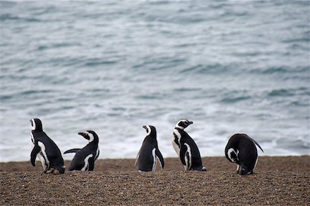 Magellan Penguin, Estancia San Lorenzo, la péninsule Valdez, Province de Chubut, en Argentine, Patagonie Photographie de stock - Rights-Managed, Code: 700-00481650