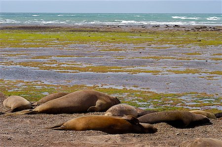 Southern Elephant Seals, Punta Delgada, péninsule Valdez, Province de Chubut, en Argentine, Patagonie Photographie de stock - Rights-Managed, Code: 700-00481652