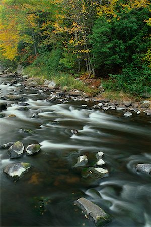 River Rapids in Forest Ausable River, Adirondack Park, New York State, USA Foto de stock - Con derechos protegidos, Código: 700-00481921