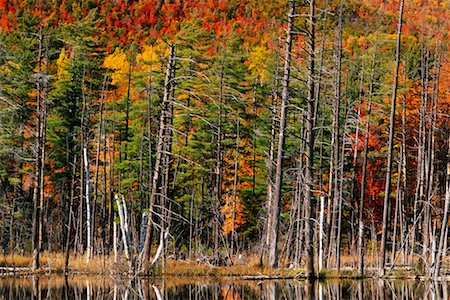 Beaver Pond in Autumn, Adirondack Park, New York, USA Stock Photo - Rights-Managed, Code: 700-00481933