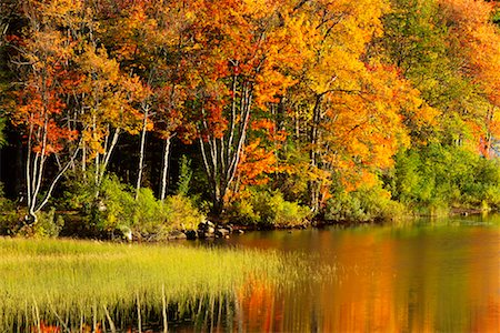 Lewey Lake in Autumn, Adirondack Park, New York State, USA Foto de stock - Con derechos protegidos, Código: 700-00481949