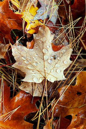 Maple Leaf and Pine Needles on Forest Floor Stock Photo - Rights-Managed, Code: 700-00481955