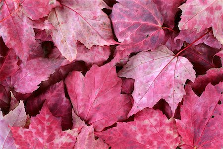 Close-up of Red Maple Leaves Foto de stock - Con derechos protegidos, Código: 700-00481953