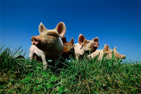 Close Up of Piglets Fotografie stock - Rights-Managed, Codice: 700-00506767