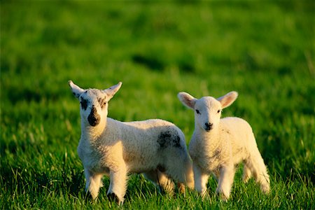 simsearch:600-00911069,k - Portrait of Two Lambs Foto de stock - Direito Controlado, Número: 700-00506760