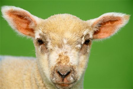 simsearch:600-01083964,k - Portrait of a Lamb Stock Photo - Rights-Managed, Code: 700-00506762