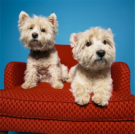 Two West Highland Terriers Stock Photo - Rights-Managed, Code: 700-00506896