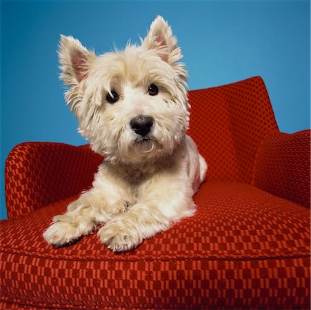 West Highland Terrier Stock Photo - Rights-Managed, Code: 700-00506897