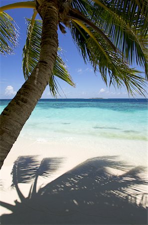 simsearch:700-00507046,k - Palm Tree on Beach, Maldives, Indian Ocean Fotografie stock - Rights-Managed, Codice: 700-00507056