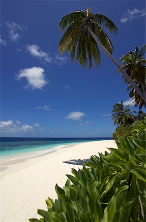 simsearch:700-00507046,k - Palm Tree and Beach, Maldives, Indian Ocean Fotografie stock - Rights-Managed, Codice: 700-00507059