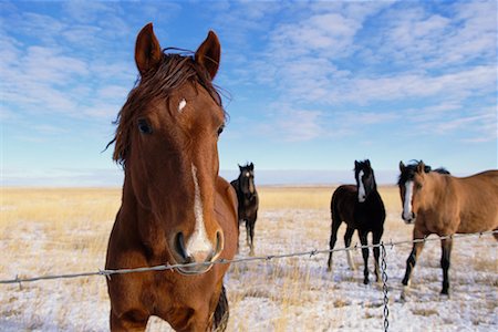 Horses in Snowy Field Stock Photo - Rights-Managed, Code: 700-00514130