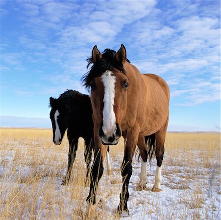 Horses in Snowy Field Stock Photo - Rights-Managed, Code: 700-00514131