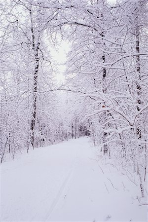 ski trail - Ski Trail in Forest, Stock Photo - Rights-Managed, Code: 700-00514944