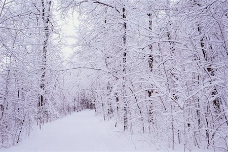 Ski Trail in Forest, Fotografie stock - Rights-Managed, Codice: 700-00514945