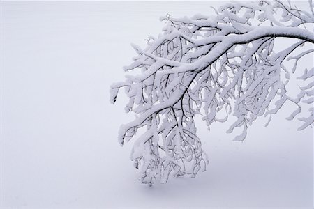 Branche couverte de neige Photographie de stock - Rights-Managed, Code: 700-00514948
