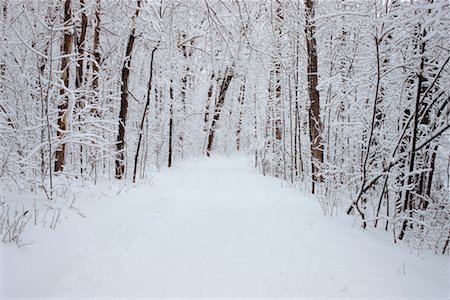Chemin couvert de neige à travers la forêt Photographie de stock - Rights-Managed, Code: 700-00514943