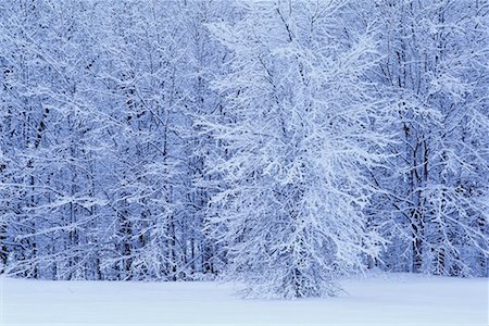 quebec winter - Snow Covered Trees Stock Photo - Rights-Managed, Code: 700-00514955