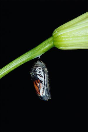 Coccoon Hanging on Lily Stock Photo - Rights-Managed, Code: 700-00514964