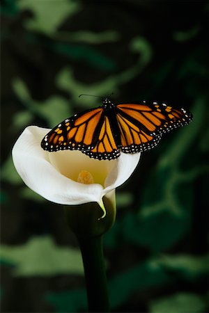 simsearch:700-00459712,k - Butterfly on Calla Lily Stock Photo - Rights-Managed, Code: 700-00514960