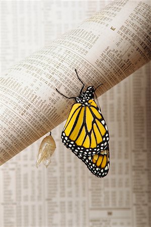 Butterfly Hanging from Financial Page Stock Photo - Rights-Managed, Code: 700-00514971