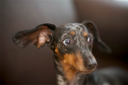 scared dog - Portrait of Dachshund Stock Photo - Rights-Managed, Code: 700-00515180