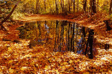 Puddle in Forest Stock Photo - Rights-Managed, Code: 700-00515443