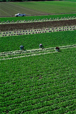 Lettuce Field and Workers, Salinas, California, USA Foto de stock - Con derechos protegidos, Código: 700-00515478