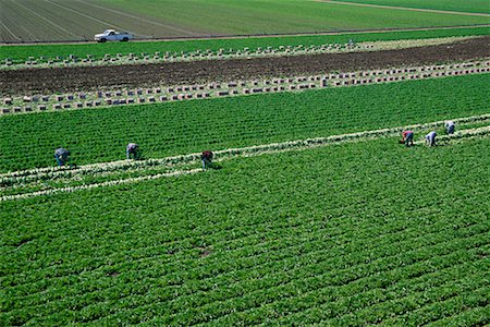 Lettuce Field and Workers, Salinas, California, USA Foto de stock - Con derechos protegidos, Código: 700-00515479
