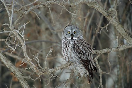 Great Grey Owl Fotografie stock - Rights-Managed, Codice: 700-00516101