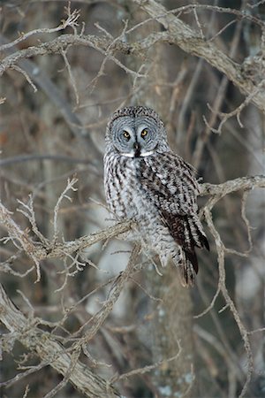 Great Grey Owl Fotografie stock - Rights-Managed, Codice: 700-00516102