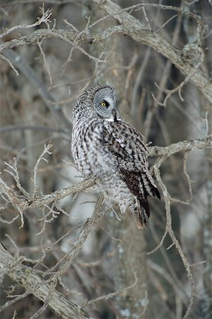 Great Grey Owl Fotografie stock - Rights-Managed, Codice: 700-00516103