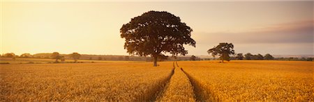 simsearch:700-02130868,k - Oak Tree in Wheat Field, Dorset, England Foto de stock - Con derechos protegidos, Código: 700-00517779