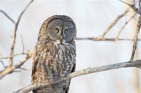 Great Grey Owl Fotografie stock - Rights-Managed, Codice: 700-00518487