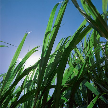 sugar cane field - Sugar Cane Field Stock Photo - Rights-Managed, Code: 700-00518533