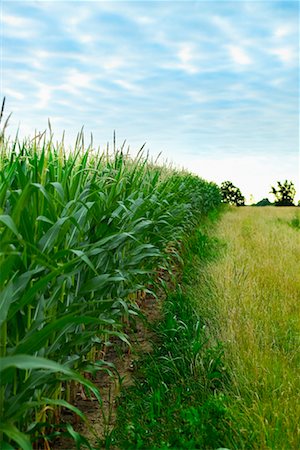 simsearch:700-00153498,k - Cornfield, Wisconsin, USA Stock Photo - Rights-Managed, Code: 700-00518596