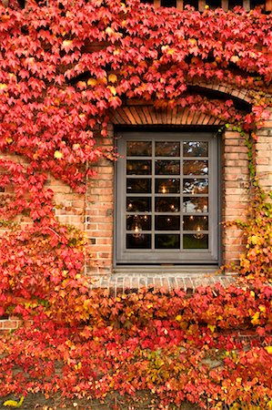 sapporo - Fenêtre entourée de lierre, jardin de la bière Sapporo, Sapporo, Hokkaido, Japon Photographie de stock - Rights-Managed, Code: 700-00518761