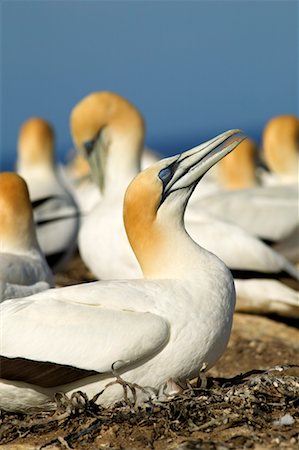 Gannets, Cape Kidnappers, Hawke's Bay, New Zealand Stock Photo - Rights-Managed, Code: 700-00518805