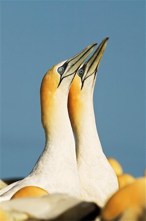 Les fous de Bassan, Cape Kidnappers, Bay, Nouvelle-Zélande Hawke Photographie de stock - Rights-Managed, Code: 700-00518806