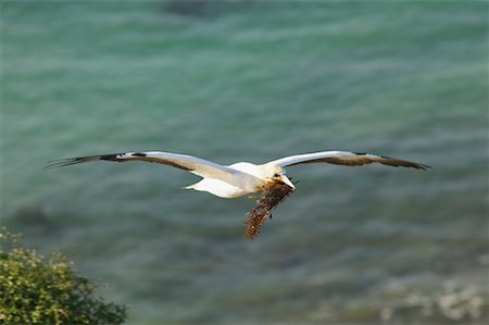 Gannet, Cape Kidnappers, Hawke's Bay, New Zealand Stock Photo - Rights-Managed, Code: 700-00518810