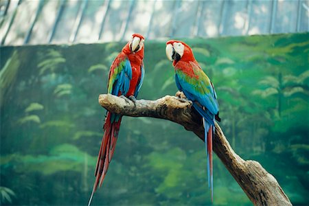 Two Macaws on Perch, Singapore Stock Photo - Rights-Managed, Code: 700-00513905