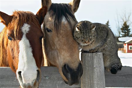 Horses and Cat on Fence Stock Photo - Rights-Managed, Code: 700-00524134