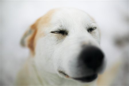 simsearch:700-00912301,k - Dog with Eyes Closed Foto de stock - Direito Controlado, Número: 700-00524131