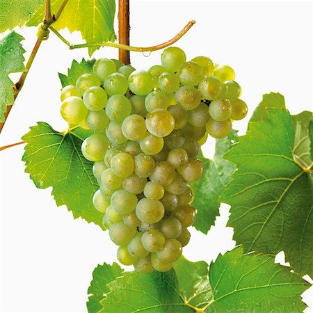 simsearch:700-00026525,k - Chardonnay Grapes on the Vine Stock Photo - Rights-Managed, Code: 700-00524211