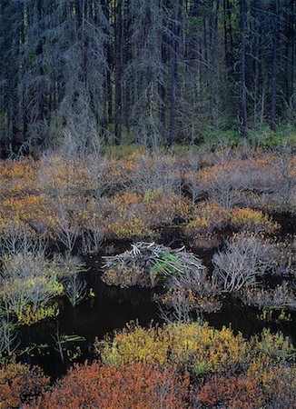 Beaver Lodge in Autumn, Near Golden, British Columbia, Canada Stock Photo - Rights-Managed, Code: 700-00524368