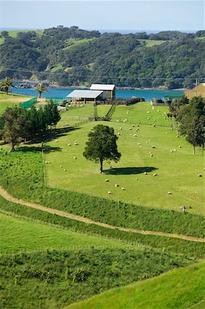 Farmland, Waiheke Island, New Zealand Fotografie stock - Rights-Managed, Codice: 700-00524727