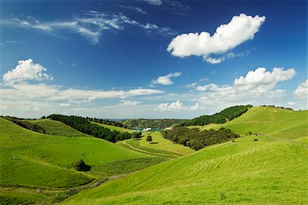 Farmland, Waiheke Island, New Zealand Fotografie stock - Rights-Managed, Codice: 700-00524728