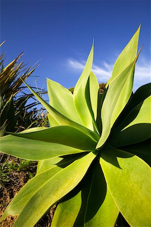 Agave-Pflanze, Waiheke Island, Neuseeland Stockbilder - Lizenzpflichtiges, Bildnummer: 700-00524723