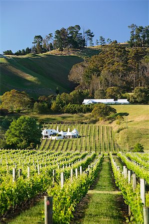 Vineyard, Te Mata Winery, Havelock North, Hawke's Bay, New Zealand Stock Photo - Rights-Managed, Code: 700-00524752