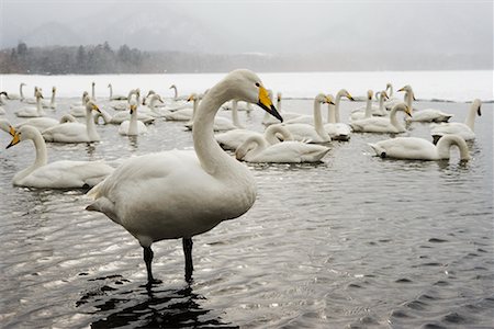 Swans on Lake, Lake Kuccharo, Hokkaido, Japan Stock Photo - Rights-Managed, Code: 700-00527072