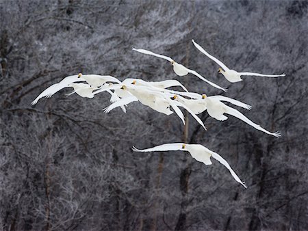 Whooper Swans Foto de stock - Con derechos protegidos, Código: 700-00527086